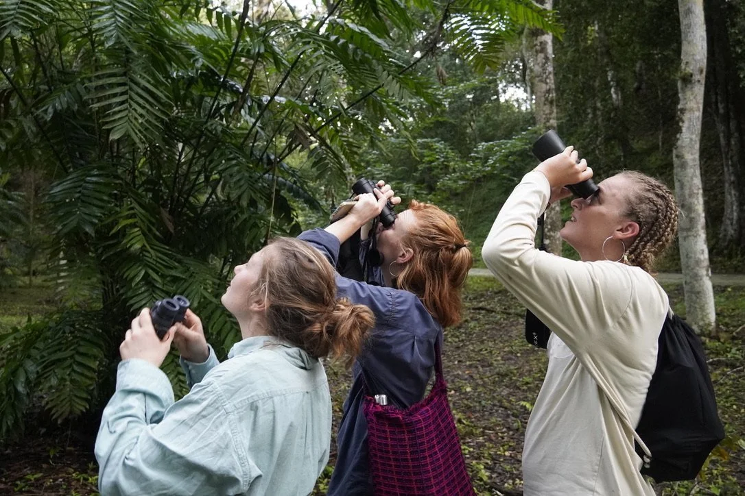 Birdwatching in the jungle